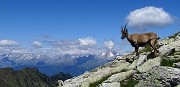 44 Sul versante valtellinese con vista in Badile-Cengalo, Disgrazia...
